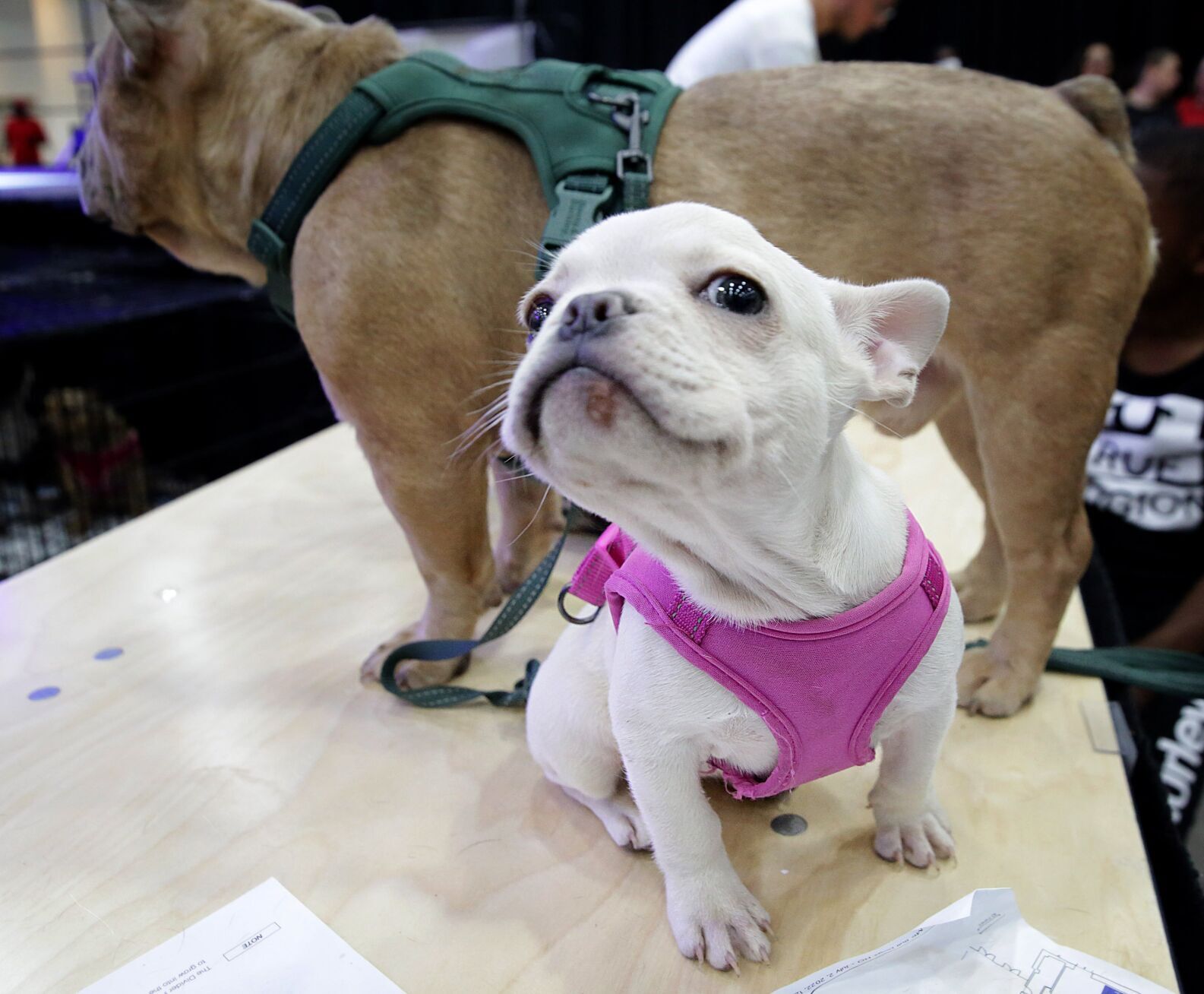 Show Me Bullz Dog Show